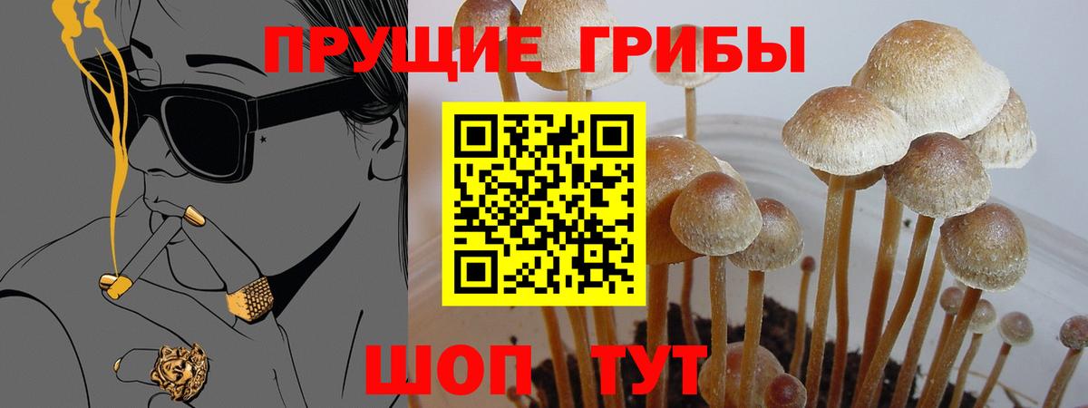 Сибай  Галлюциногенные грибы Psilocybe  Вход с VPN 
